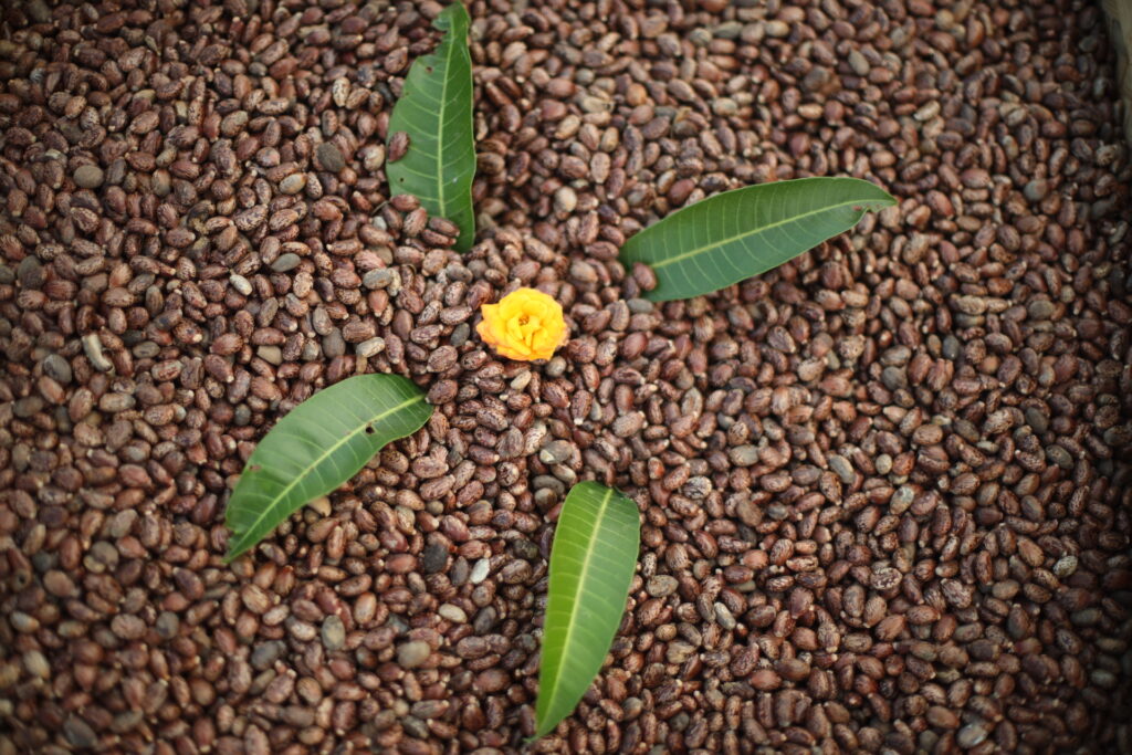 Seeds of Resilience